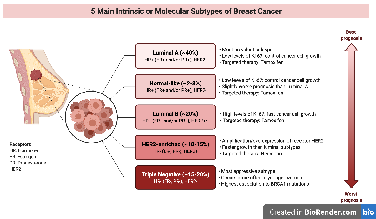 Reprinted from [Intrinsic and Molecular Subtypes of Breast Cancer](https://app.biorender.com/biorender-templates/figures/5f15ea4438c5ef002876ab4b/t-5f872409fb2c3900a82e109e-intrinsic-and-molecular-subtypes-of-breast-cancer), by BioRender, October 2020, Copyright 2021 by BioRender.